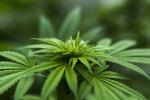 Cannabisanbau im Kleingarten